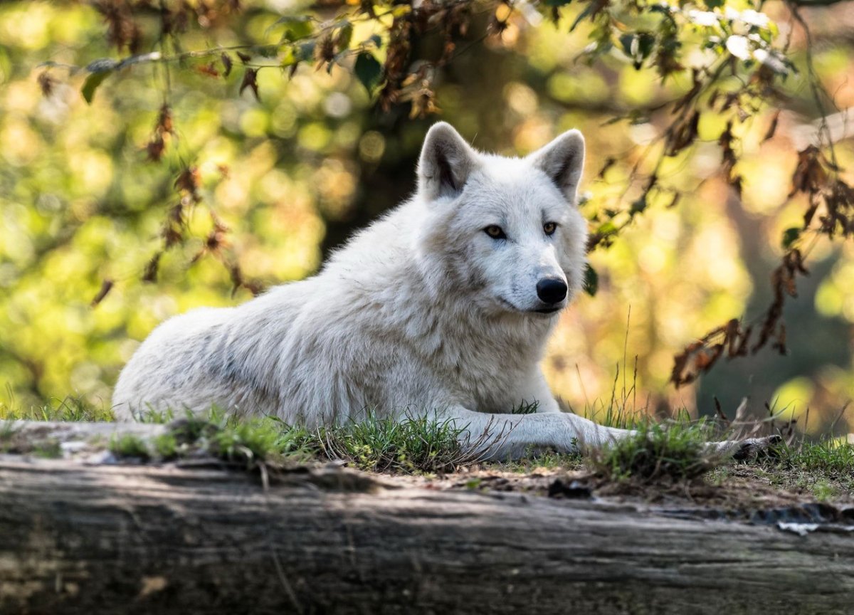 Белохвостый олень (Odocoileus virginianus)