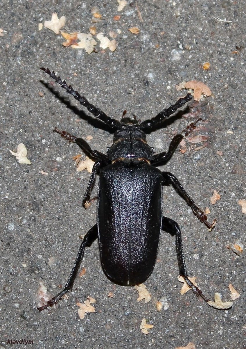 Жук усач Кожевник