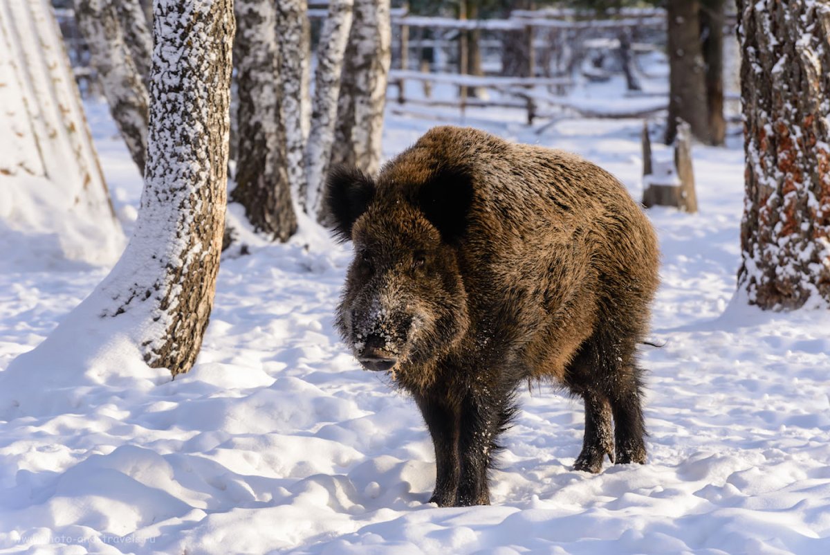 Дикие животные Сибири