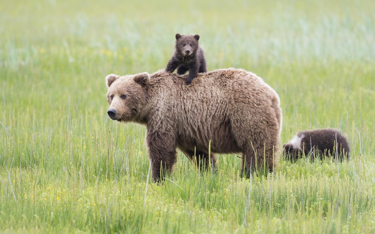 Аляска Медведица