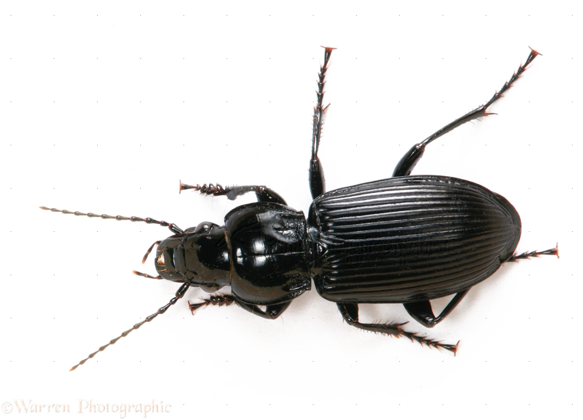 Черный Жук с полосатой спинкой