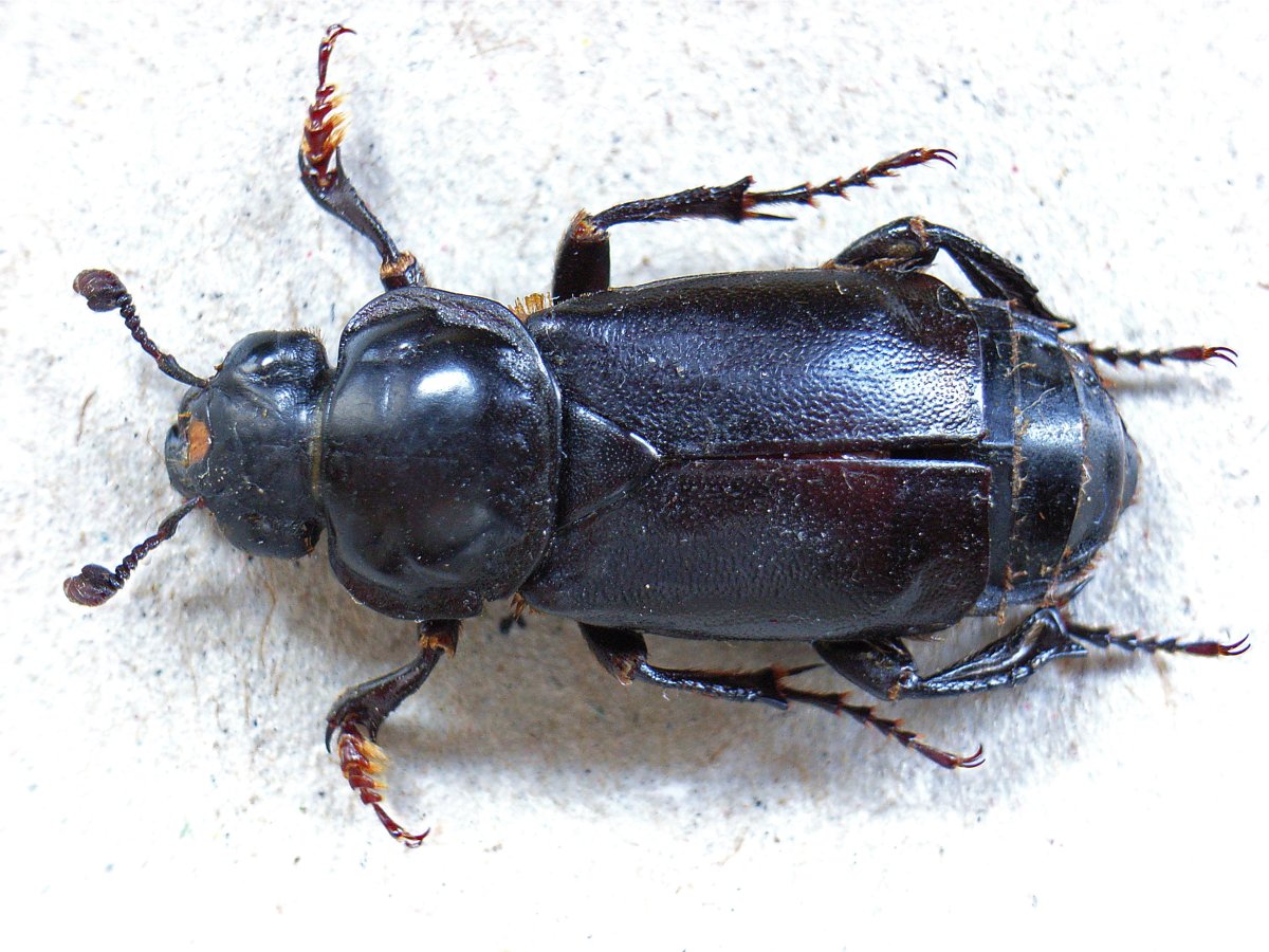 Nicrophorus americanus