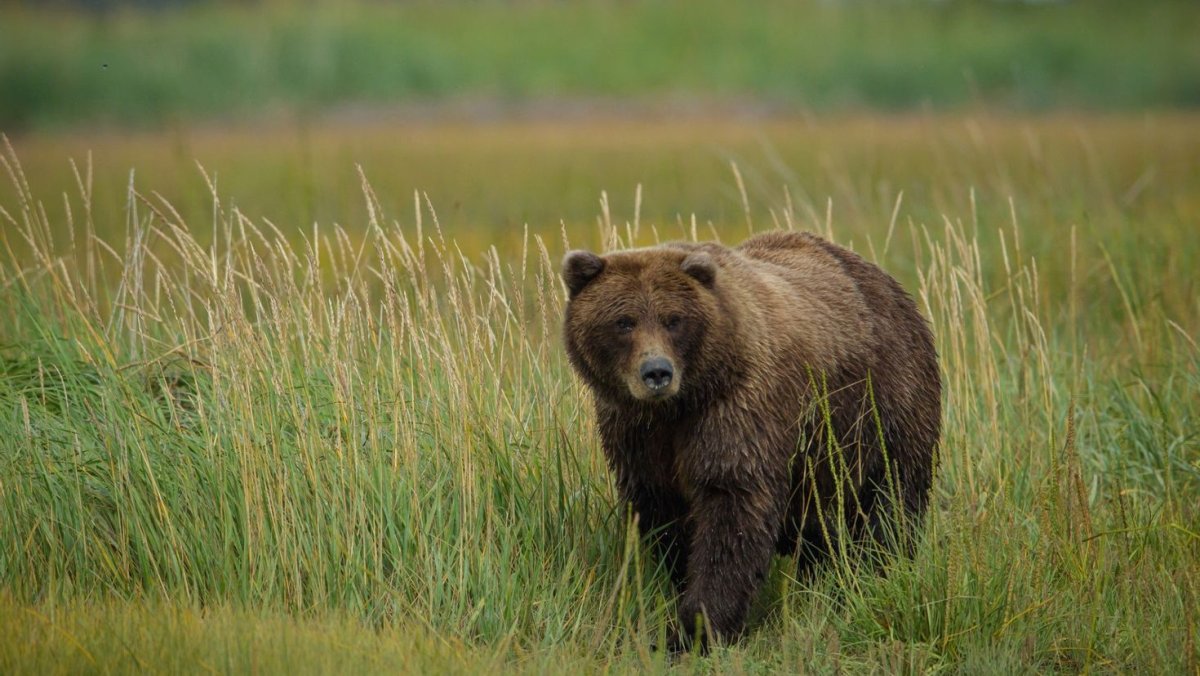 Сибирский бурый медведь