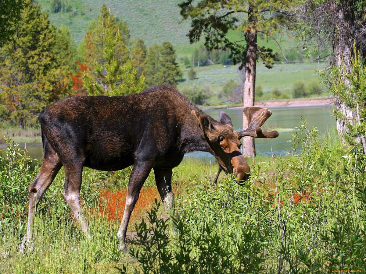 Животные средней полосы
