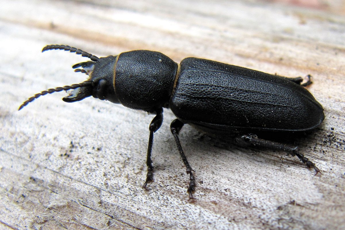Черный Жук усач