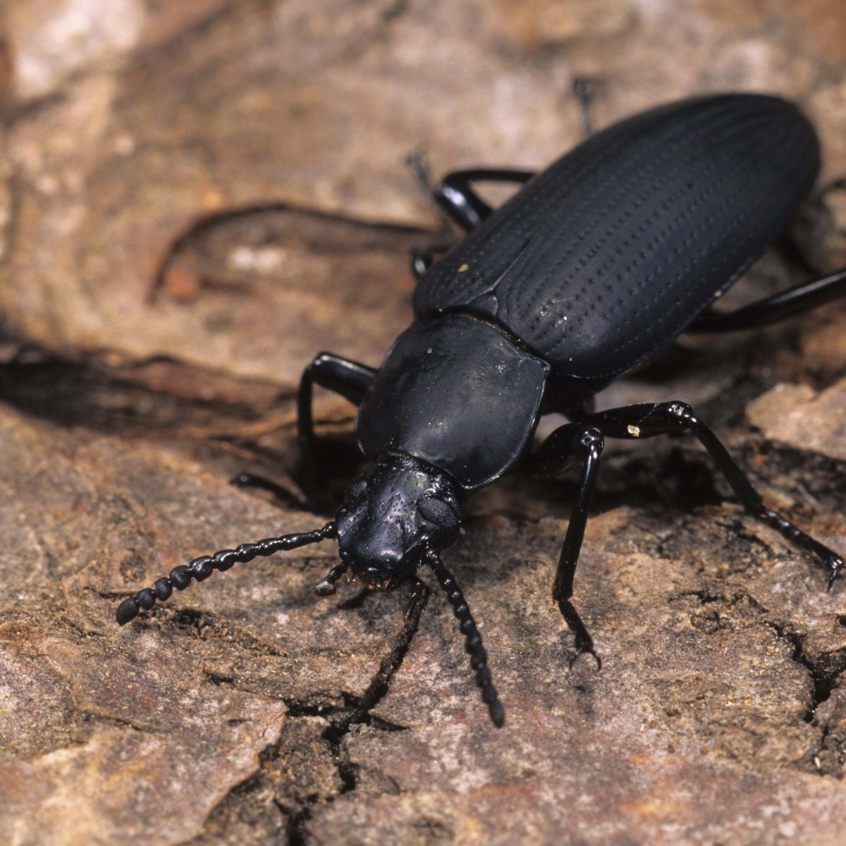 Черный Жук с длинным хвостом