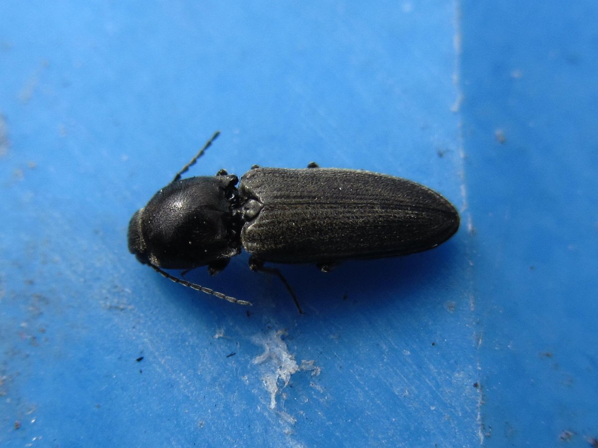 Жук Толстяк чернотелка