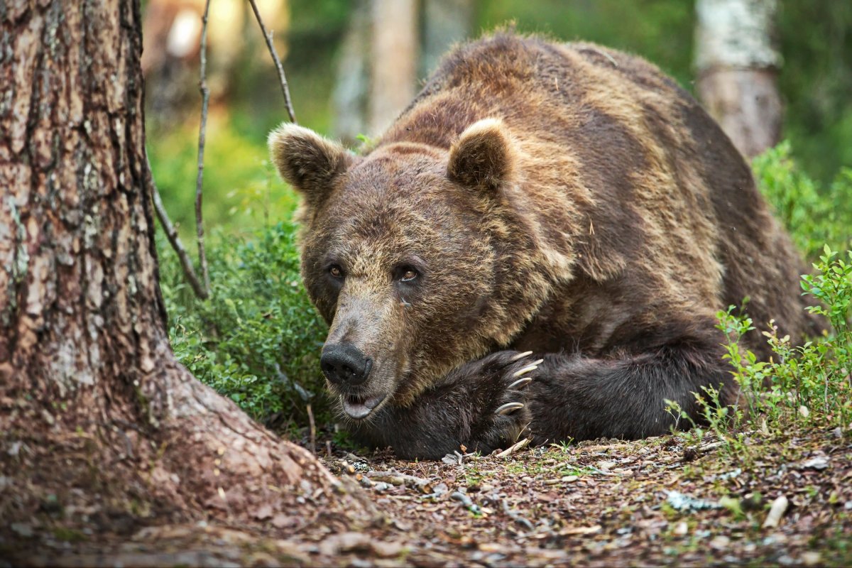 Волк осенью