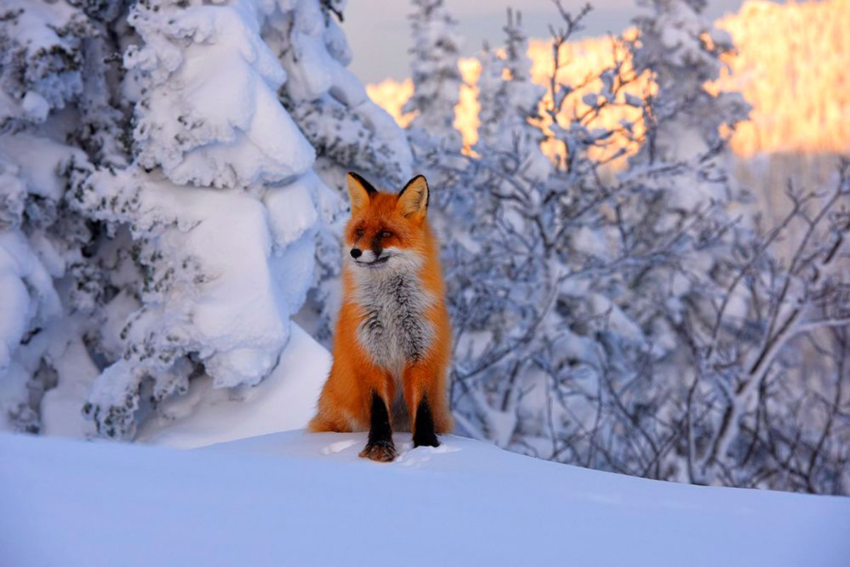 Ильменский заповедник Лось