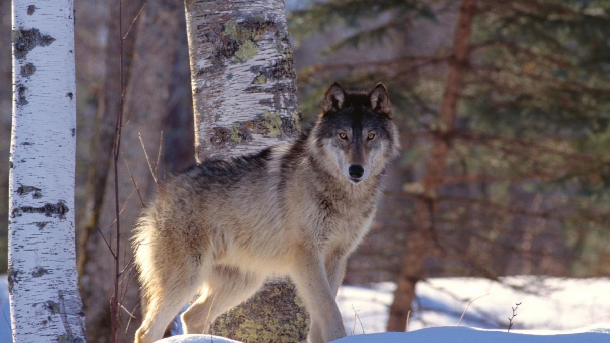 Лис лиса Лисенок