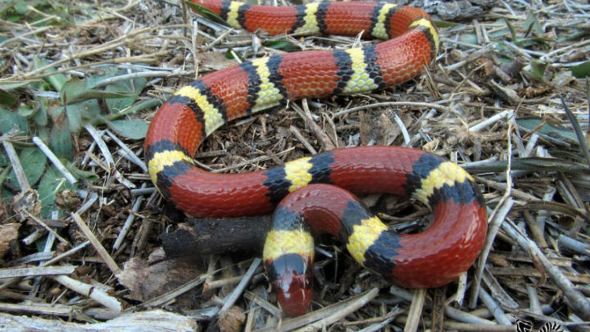 Флоридская Королевская змея