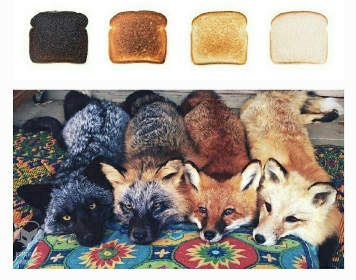 Три лисы разного цвета