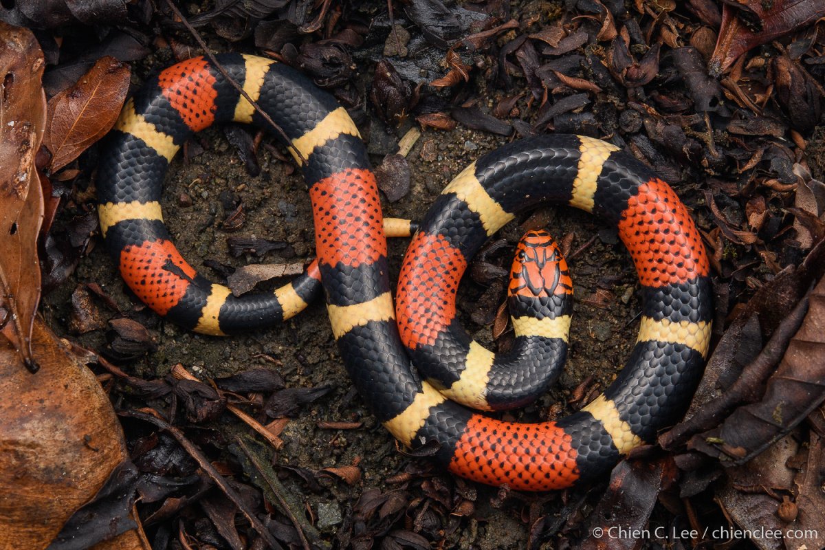 Аризонская Королевская змея