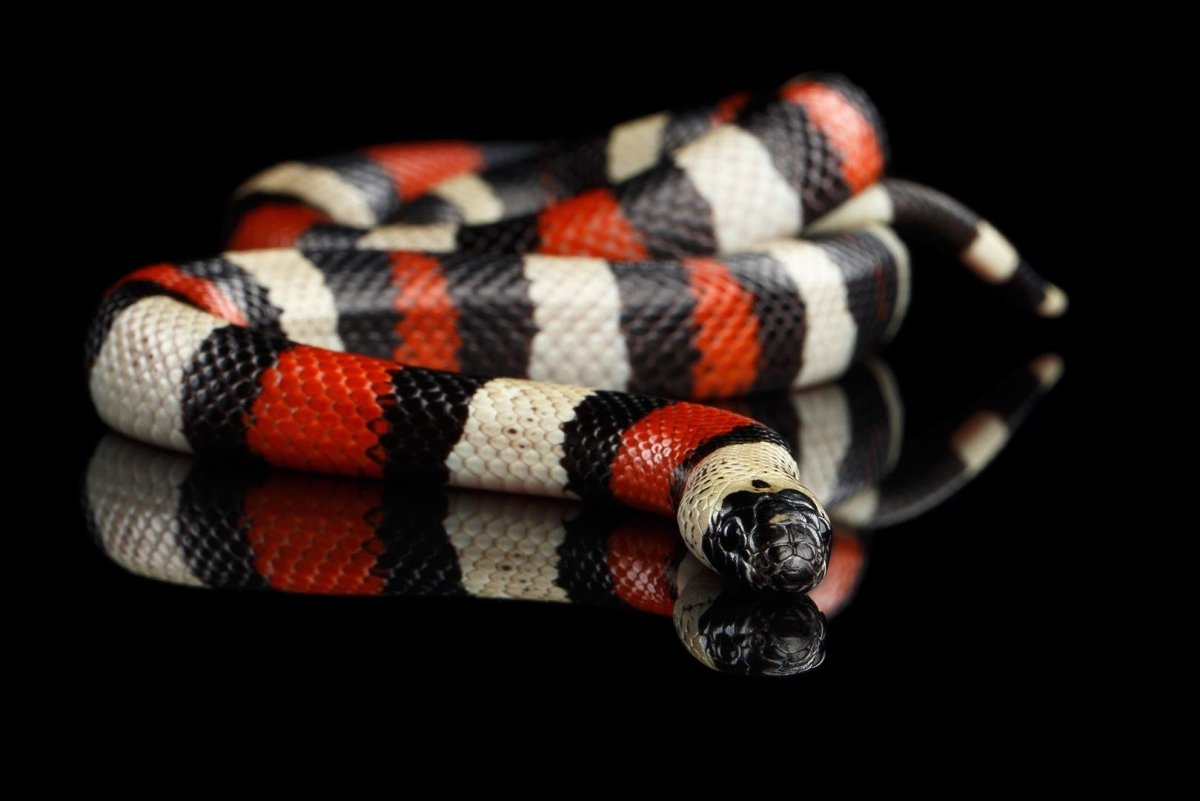 Lampropeltis Triangulum sinaloae