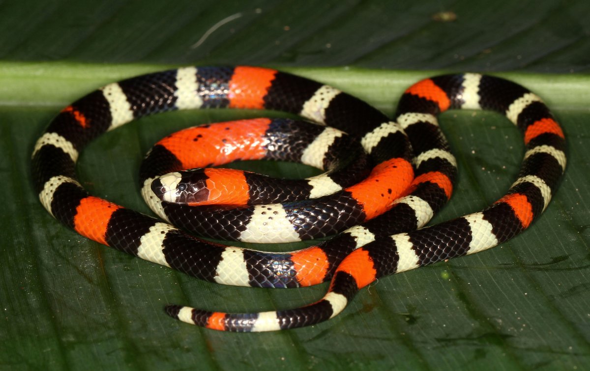 Арлекиновый Аспид