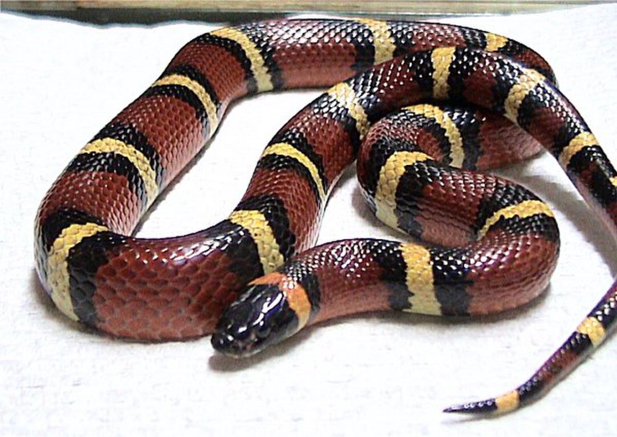Lampropeltis Triangulum campbelli