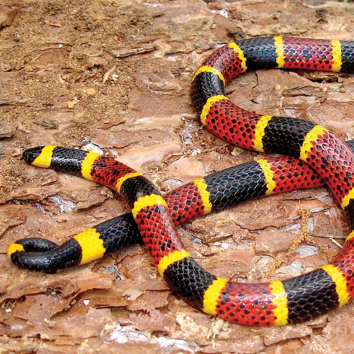 Коралловый Аспид Мимикрия