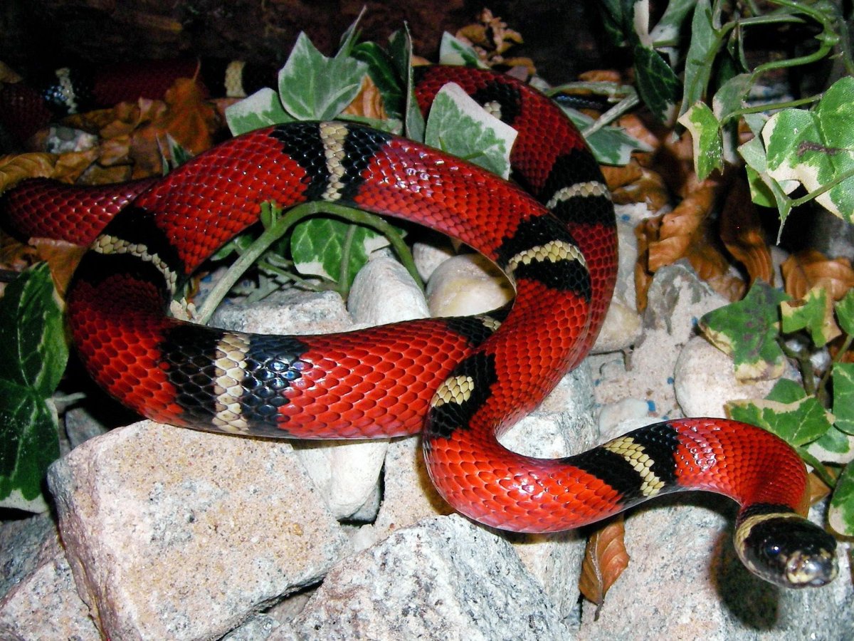 Королевская змея (Lampropeltis)