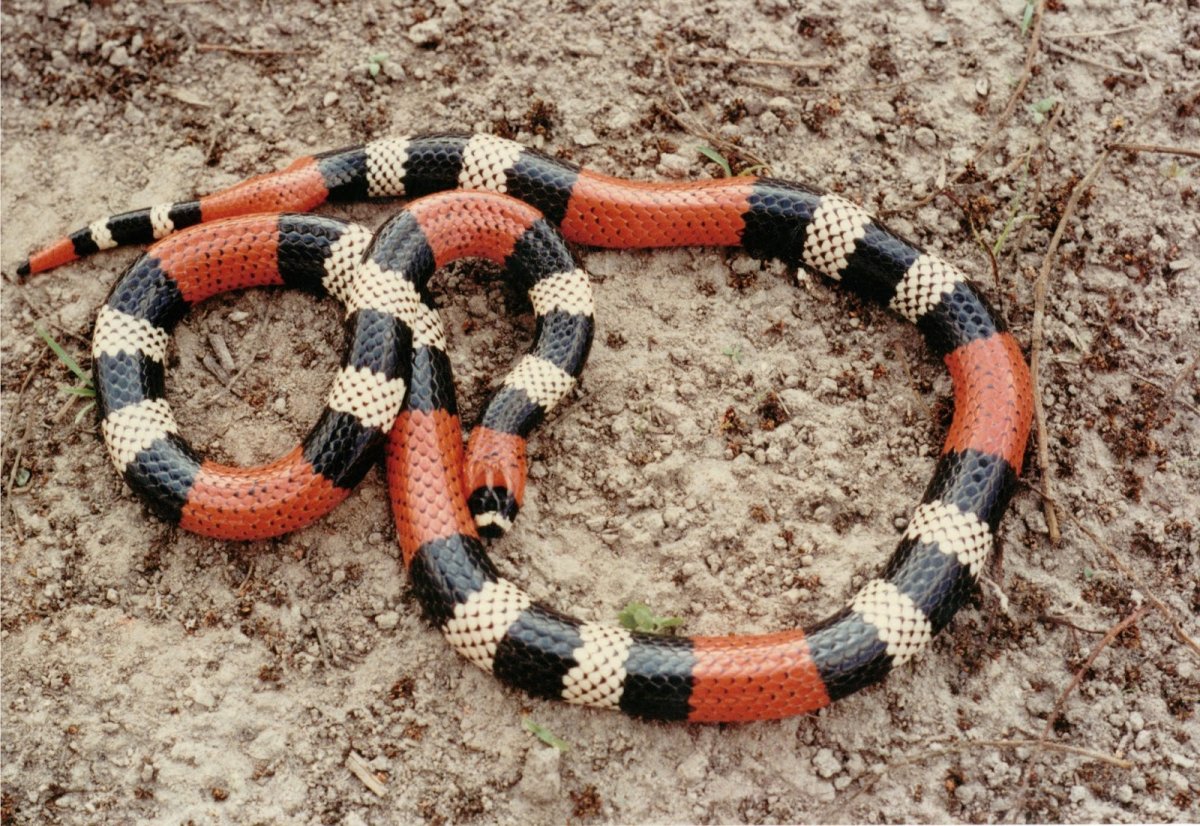 Молочная змея Конанта