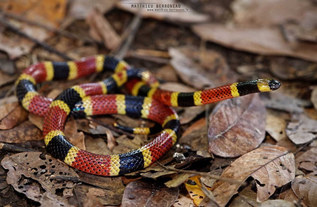 Коралловый Аспид укус