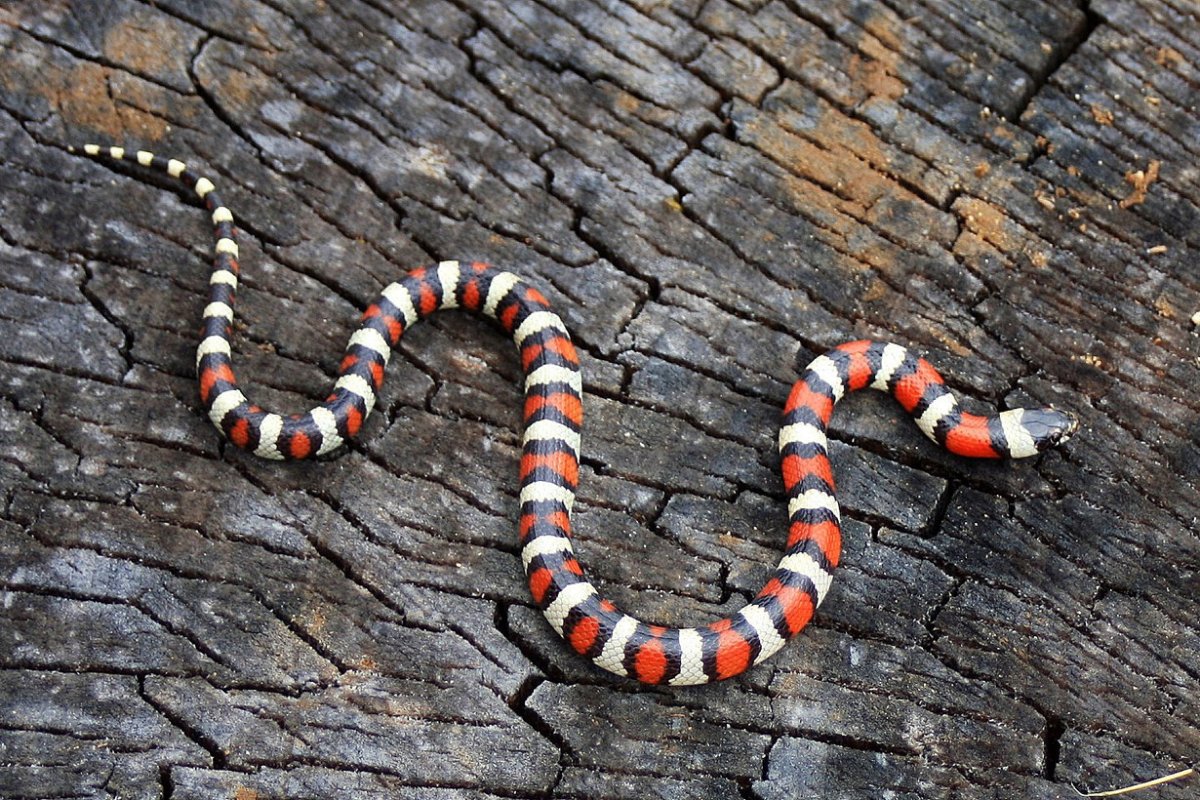 Ленточный коралловый Аспид