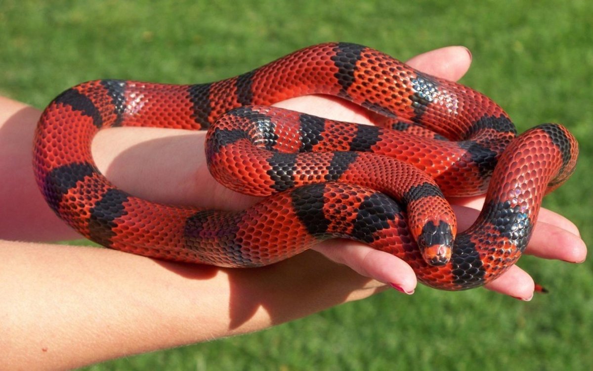 Королевская синалойская молочная змея