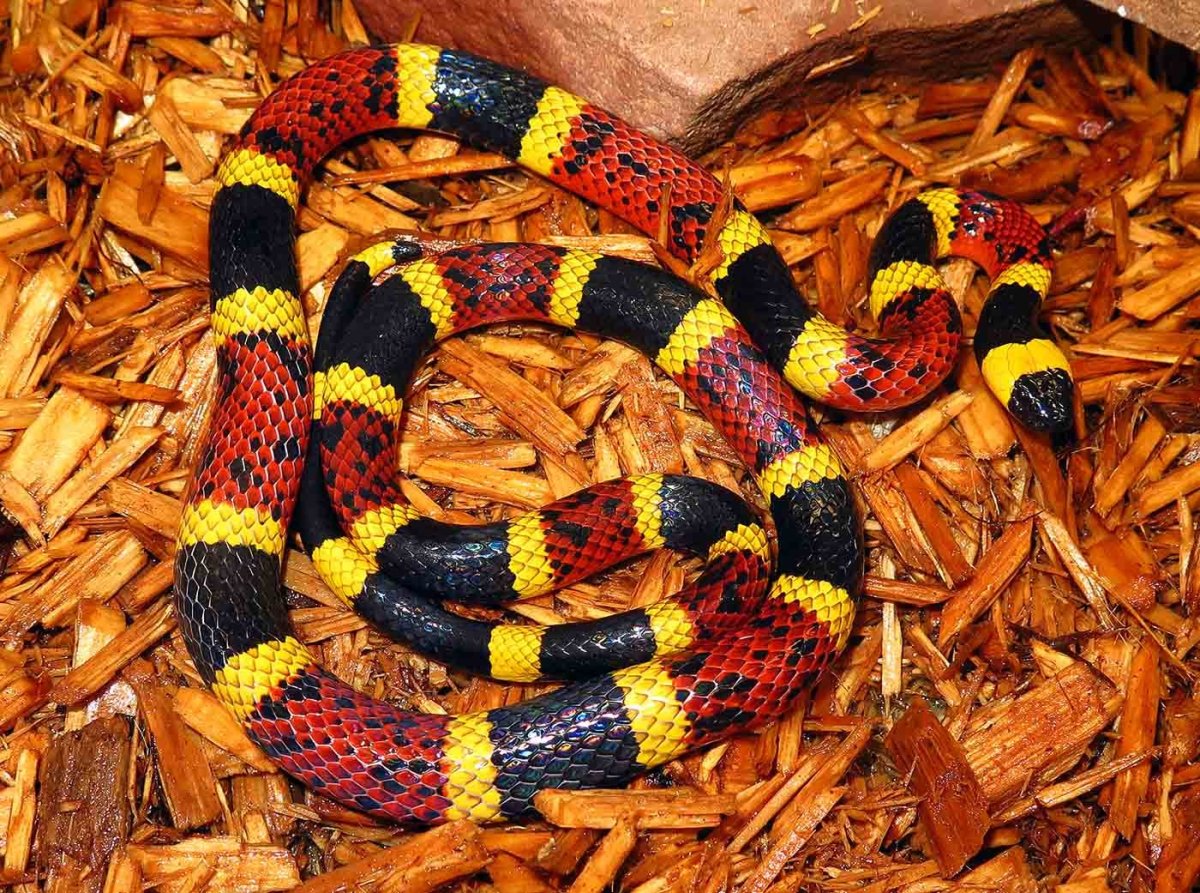 Обыкновенный коралловый Аспид