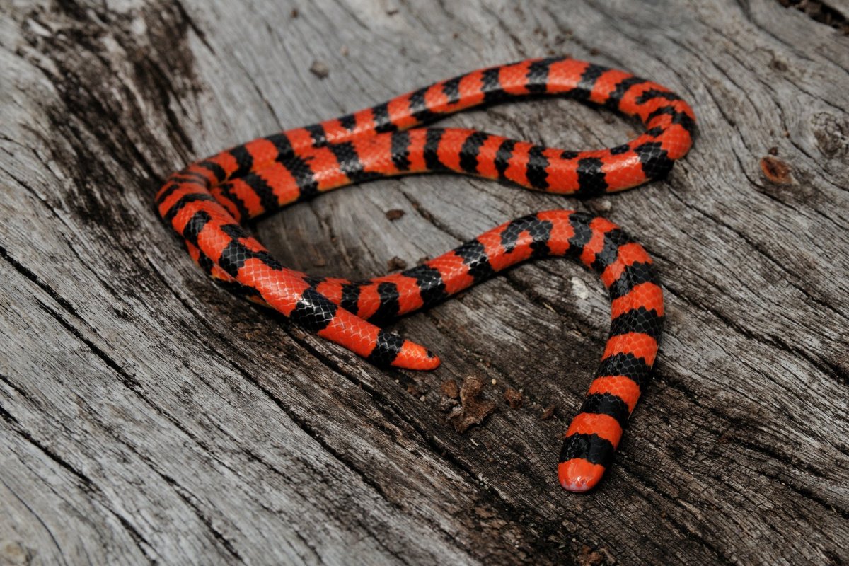 Синалойская Королевская змея