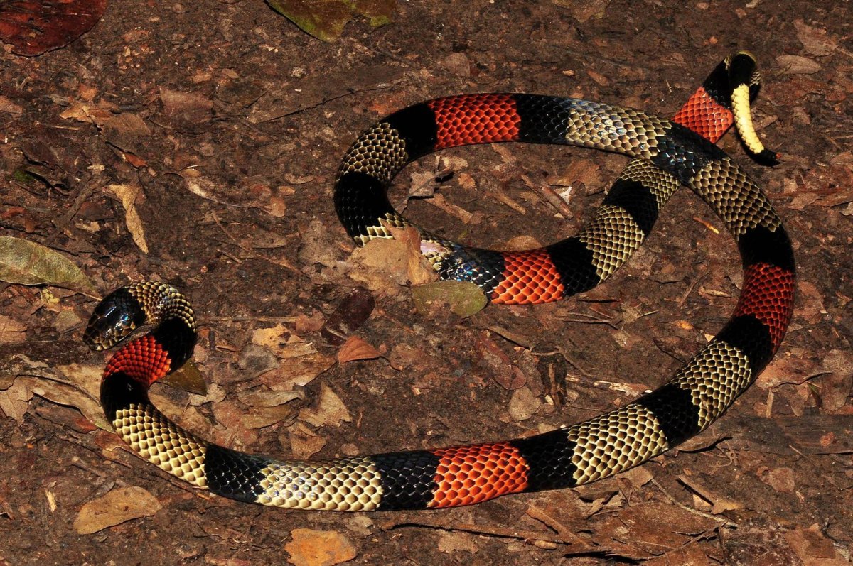 Арлекиновый коралловый Аспид змея