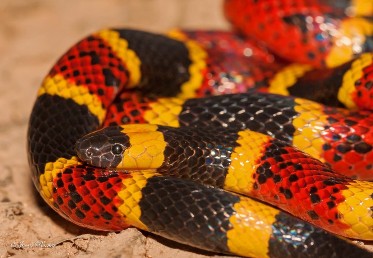 Lampropeltis zonata белая