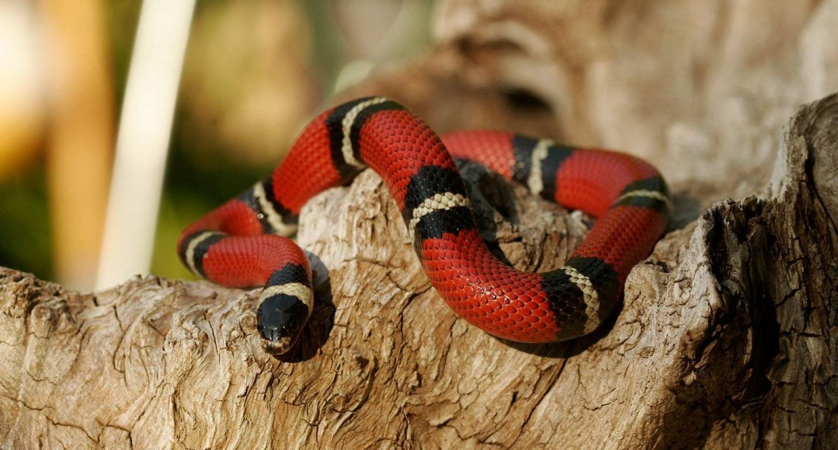 Техасский коралловый Аспид