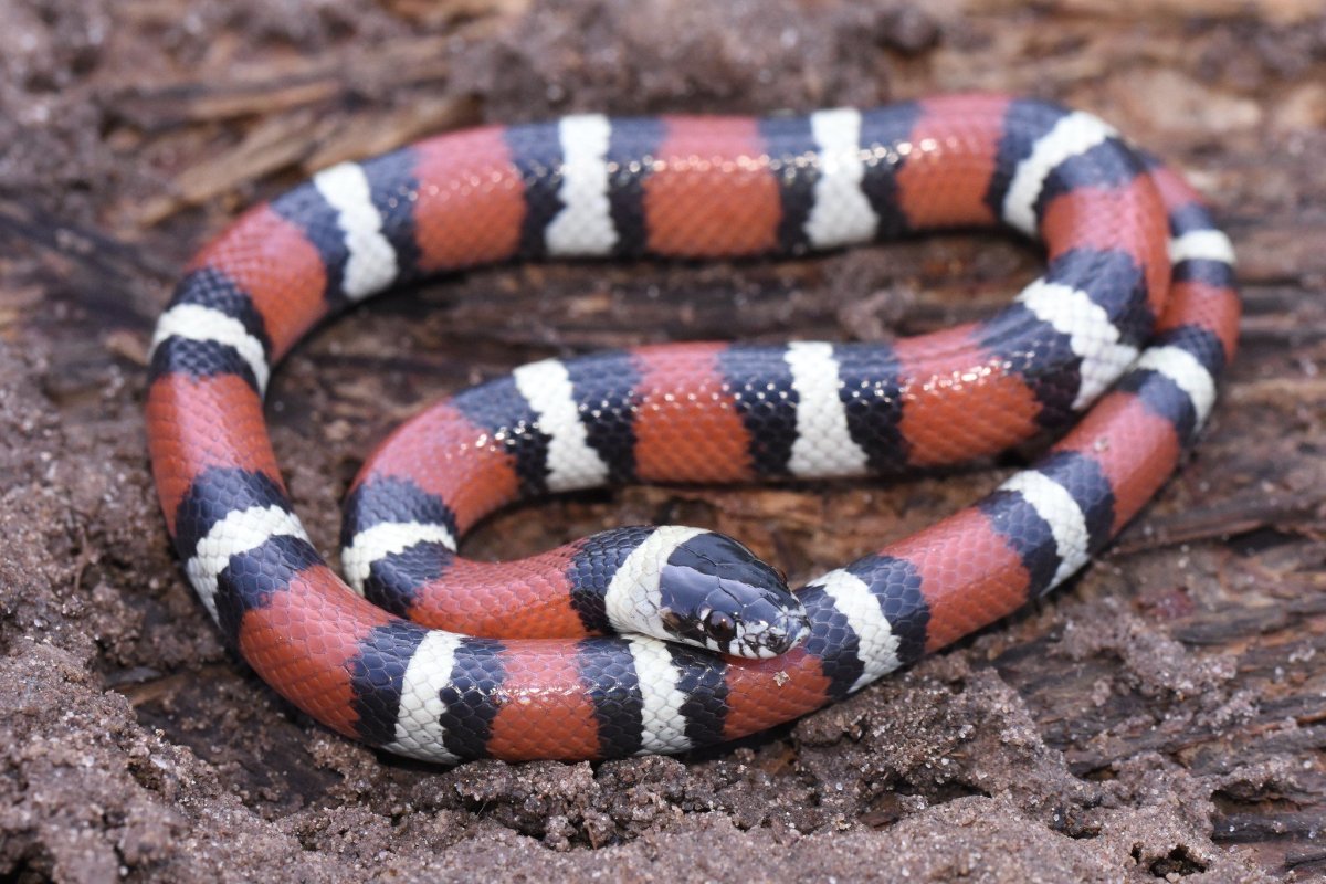 Арлекиновый коралловый Аспид