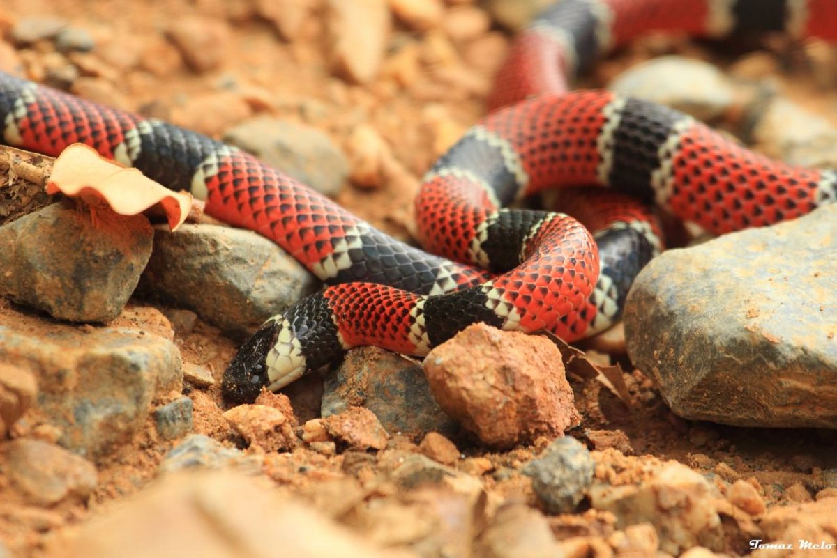 Арлекиновый коралловый Аспид