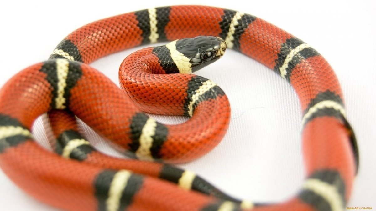 Арлекиновый Аспид