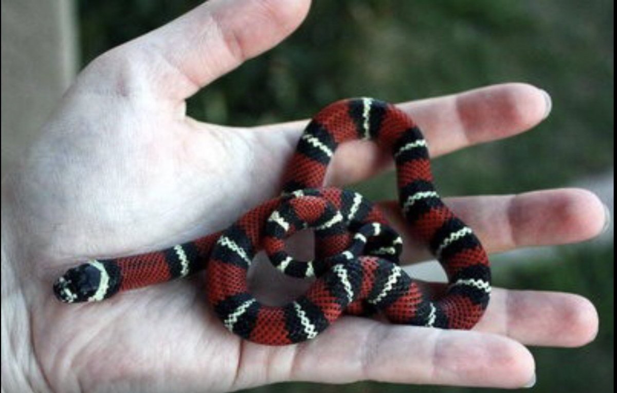 Молочная змея Нельсона Albino