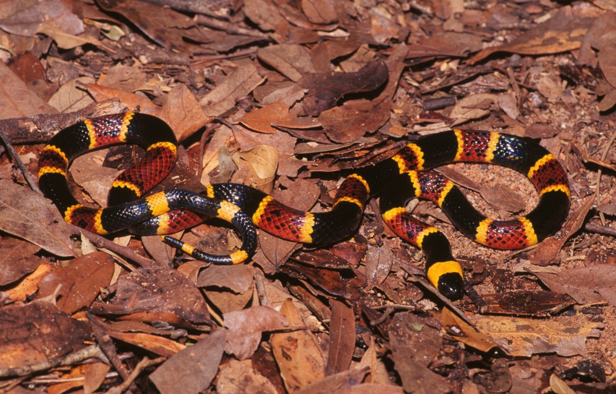 Арлекиновый коралловый Аспид