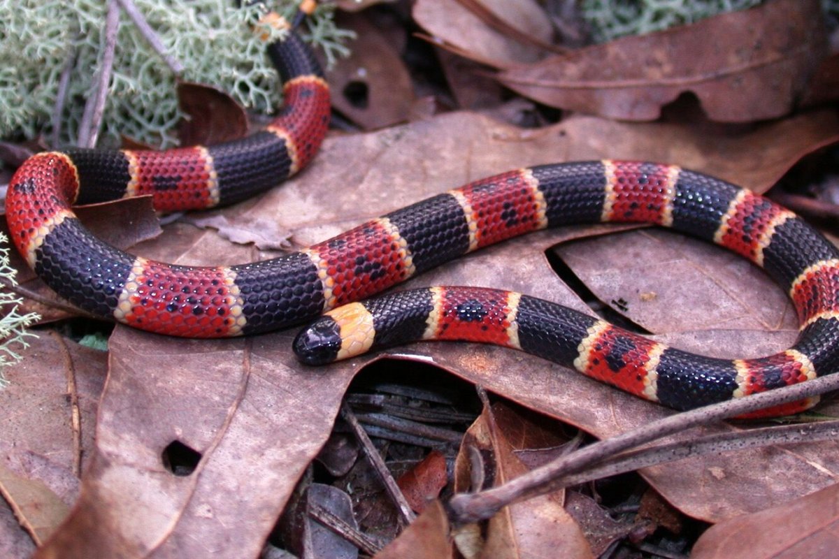 Аризонская Королевская змея