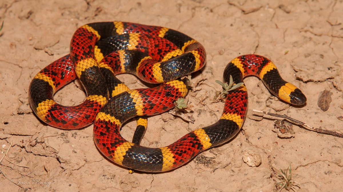 Арлекиновый Аспид