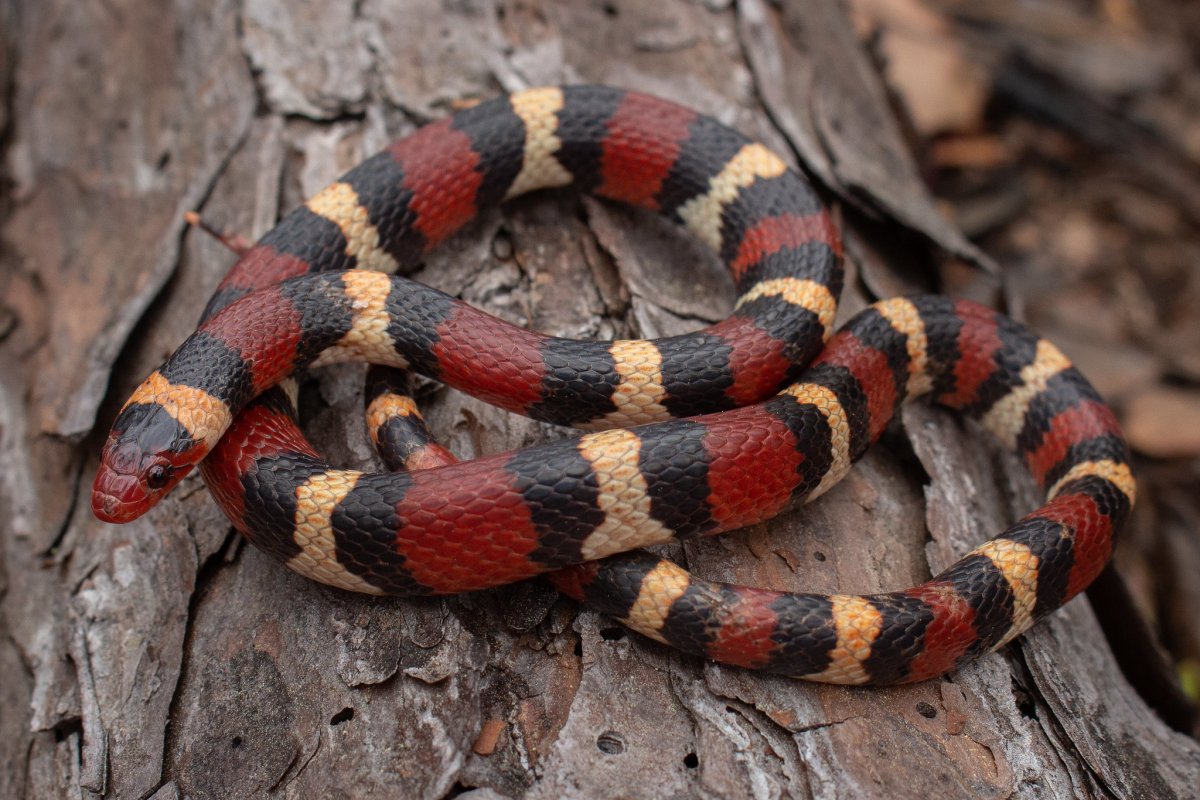 Красивые змеи