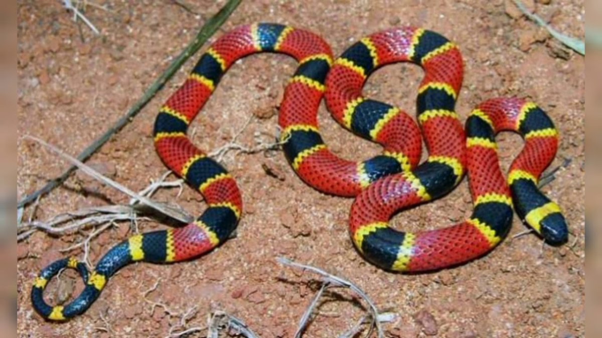 Обыкновенный коралловый Аспид