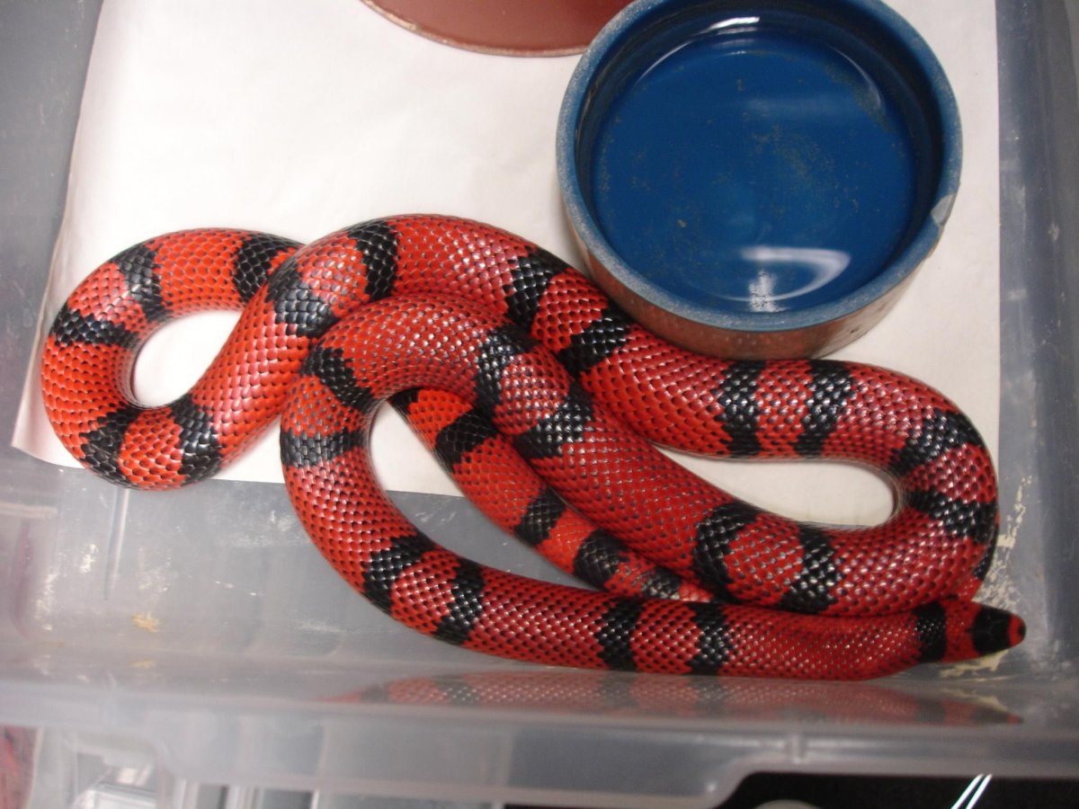 Поперечнополосатая Королевская змея