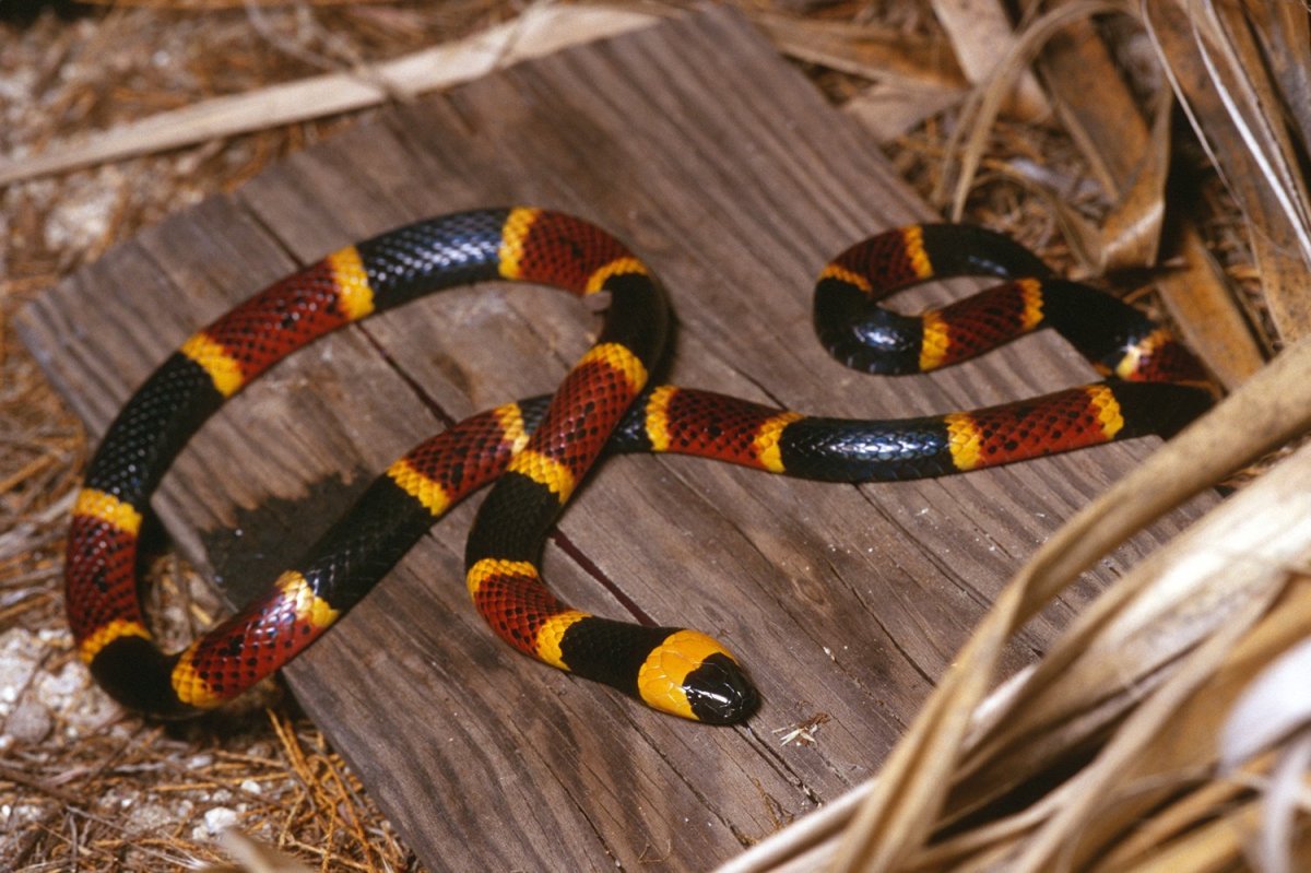 Коралловая Кобра