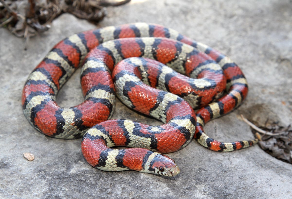 Поперечная Королевская змея