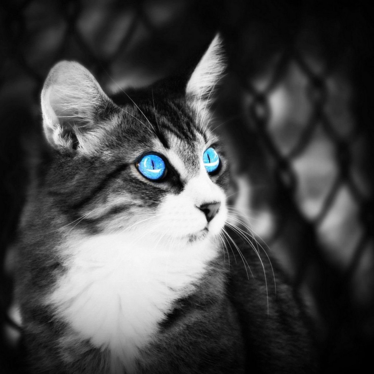 Кот с синими глазами