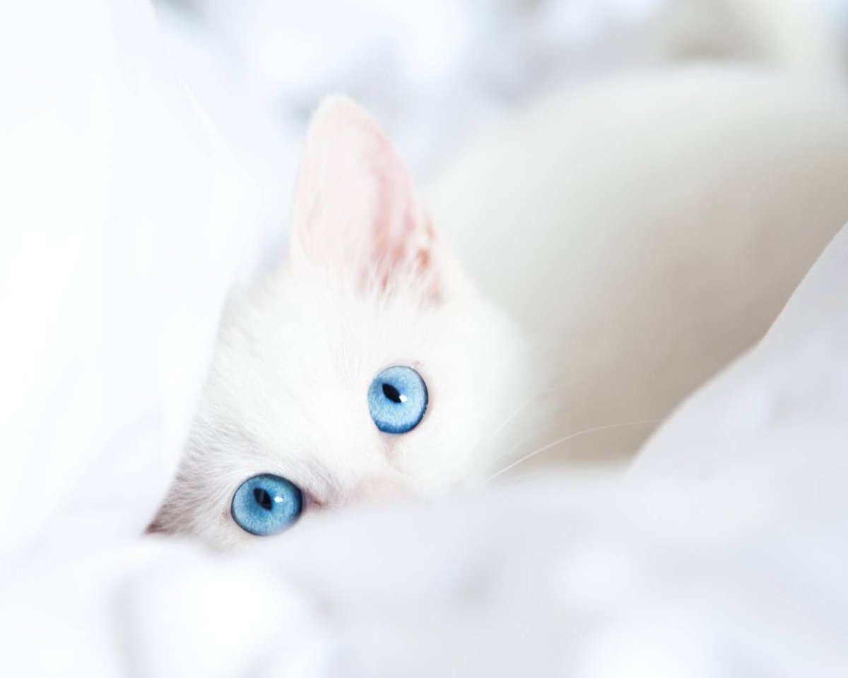 Кошка белая