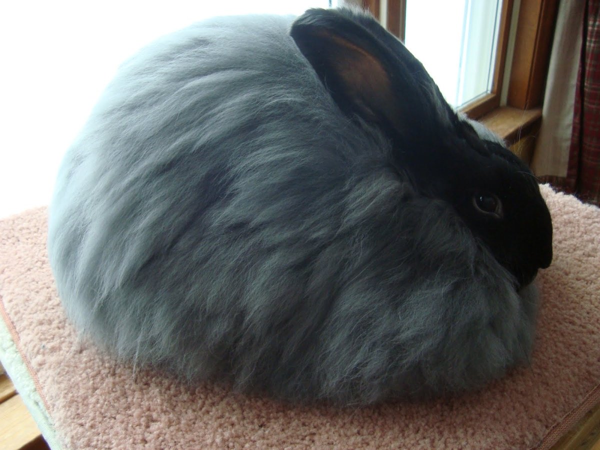 Карликовый ангорский кролик черный