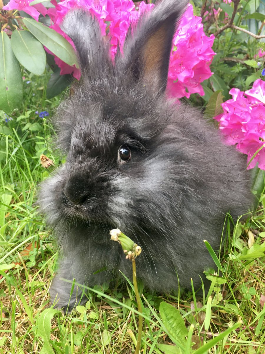 Гигантский ангорский кролик