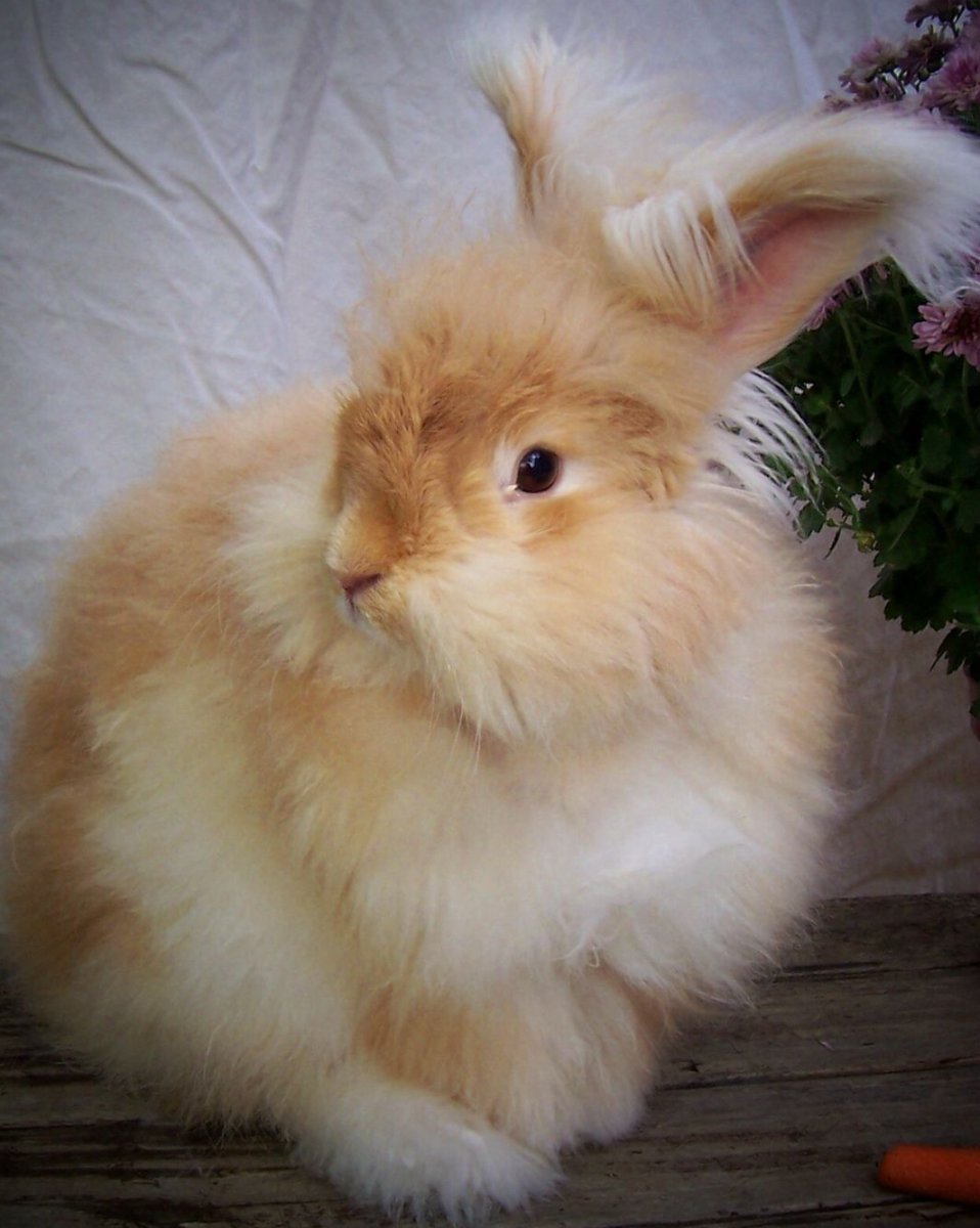 Пушистый ангорский кролик