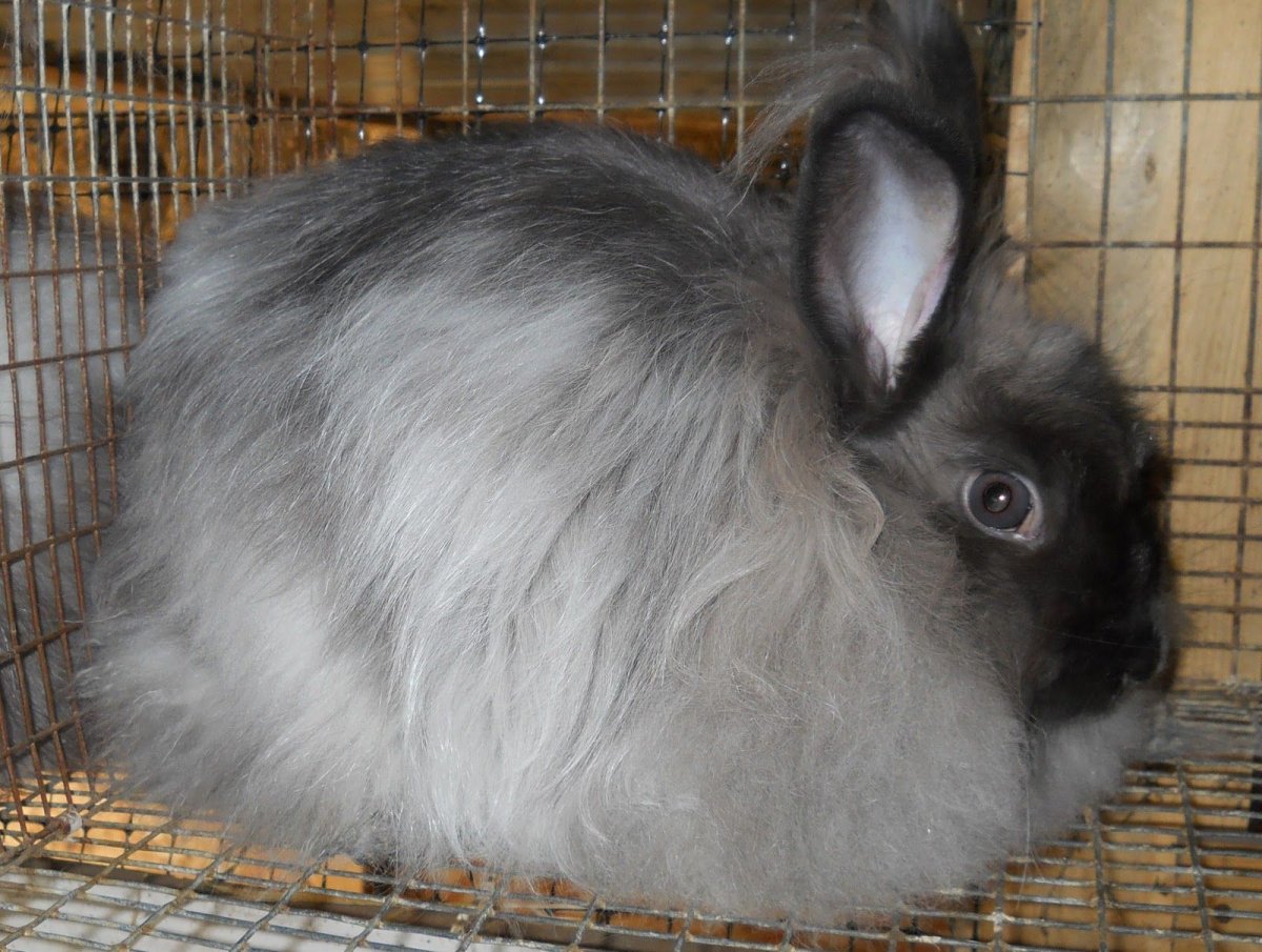 Ангорский кролик серый