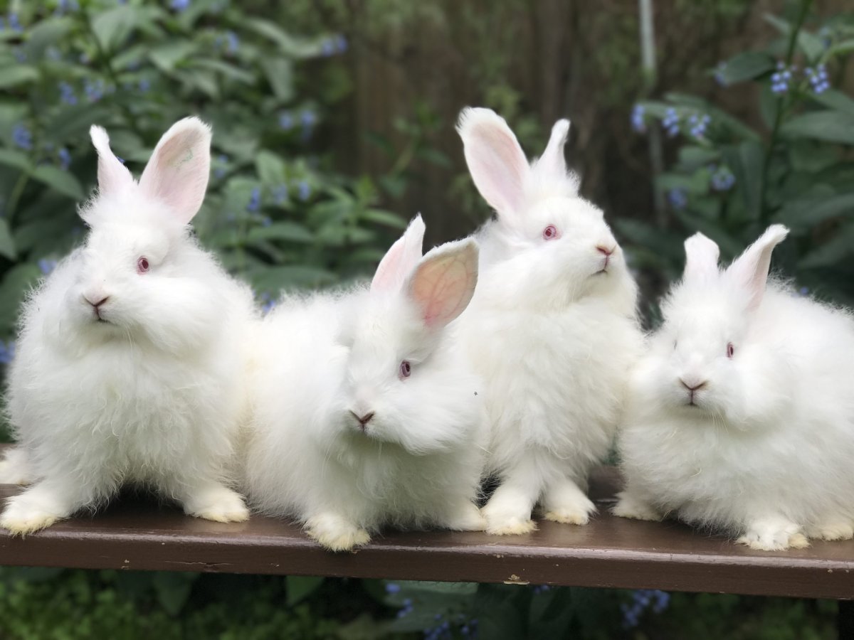 Ангарский пуховой кролик